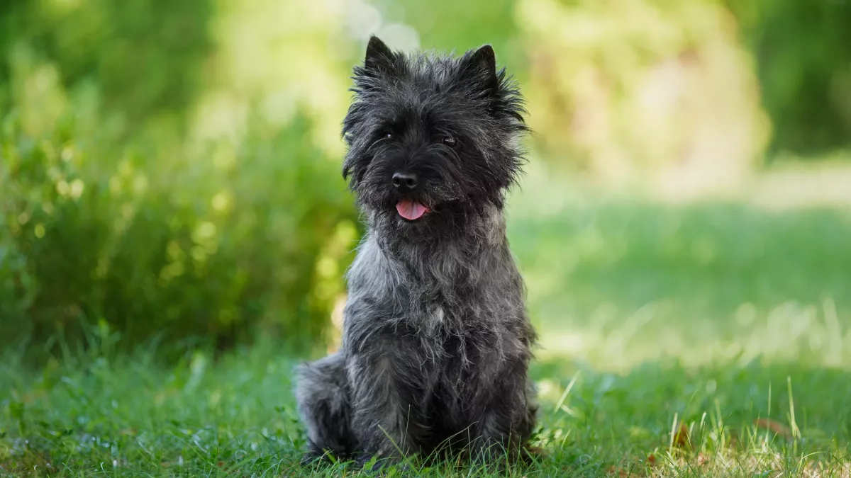 Cairn Terrier