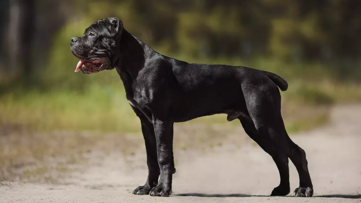 Cane Corso