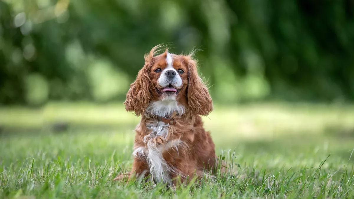 Cavalier king Charles