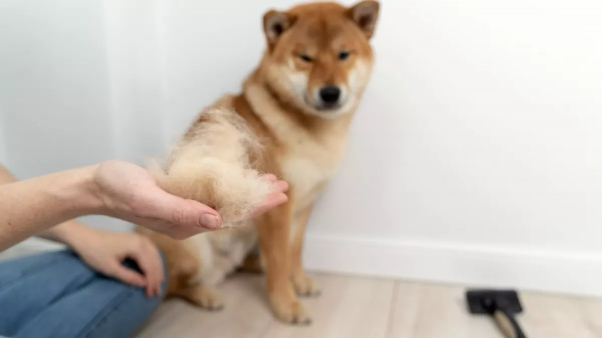 Chien qui perd ses poils