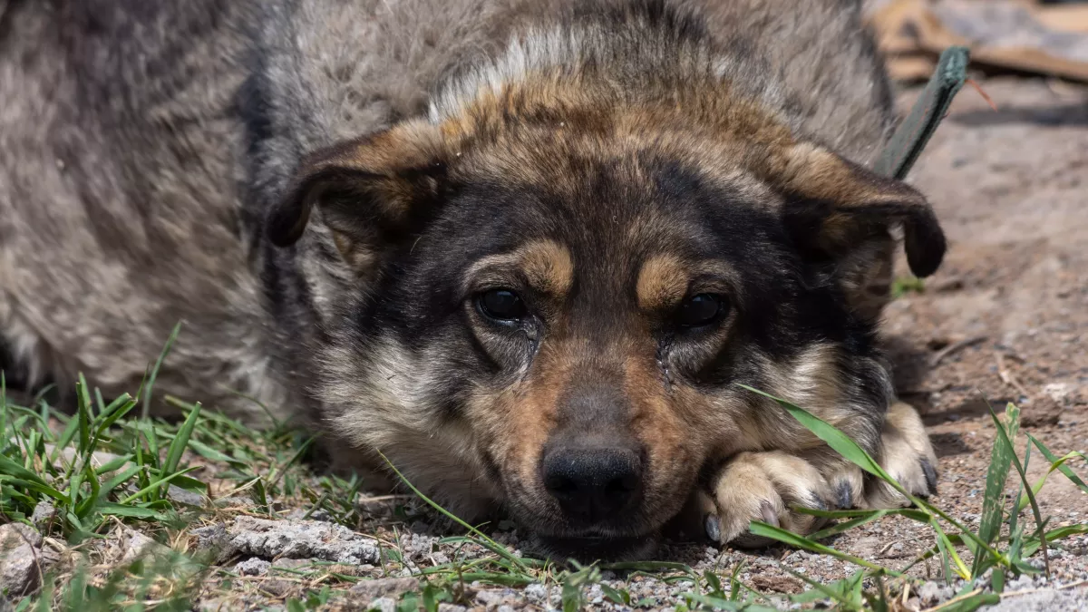 Chien qui pleure et qui hurle