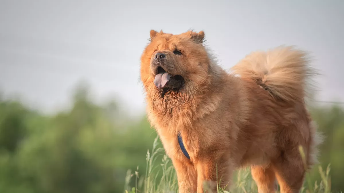 Chow-Chow