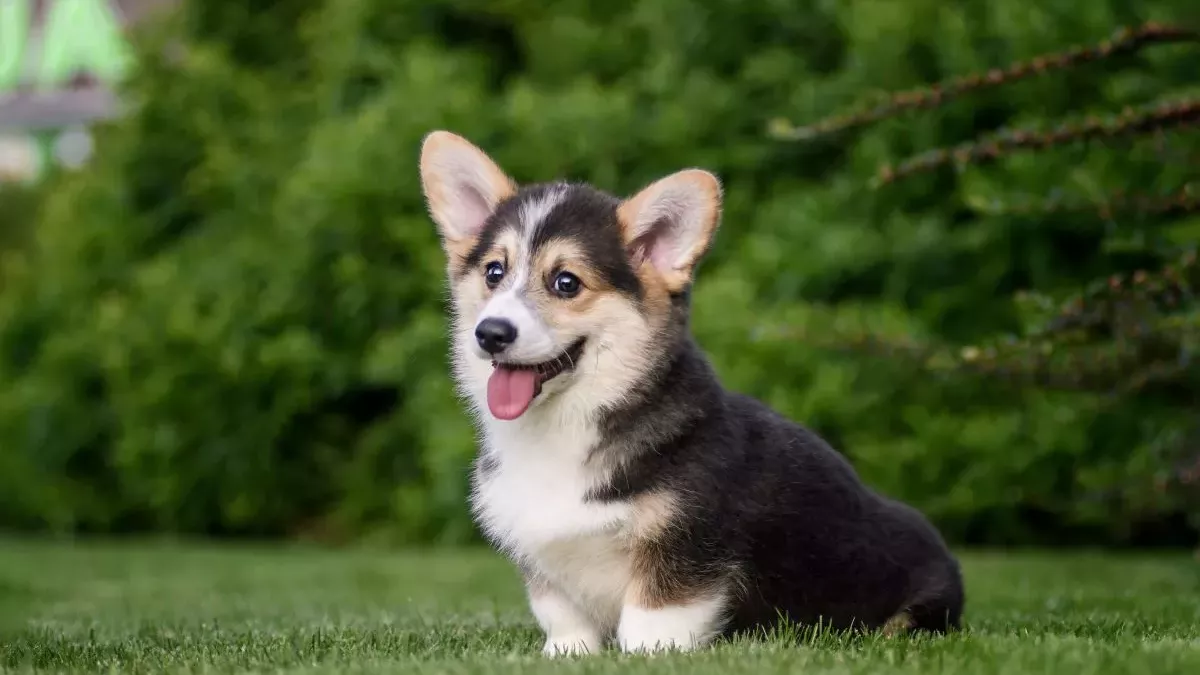 Corgi