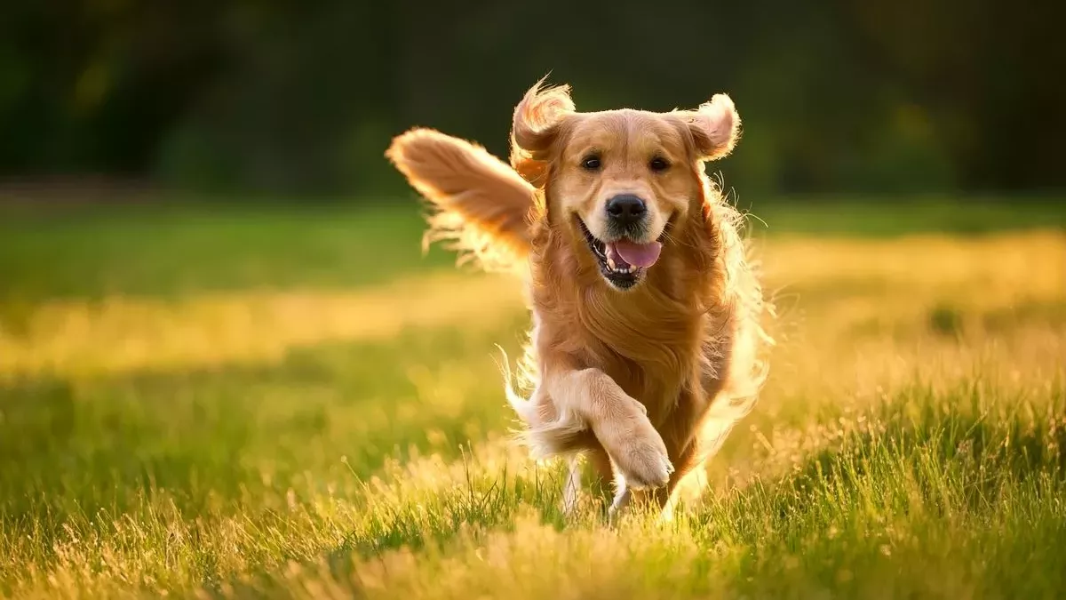 Golden Retriever