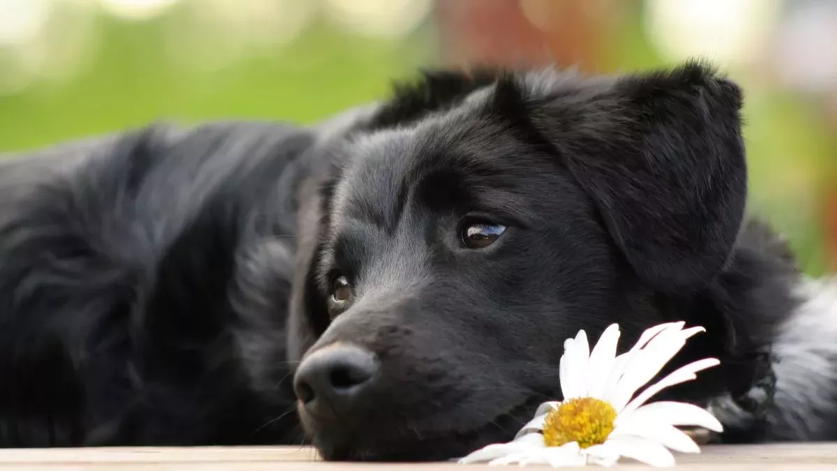 Homéopathie pour chien