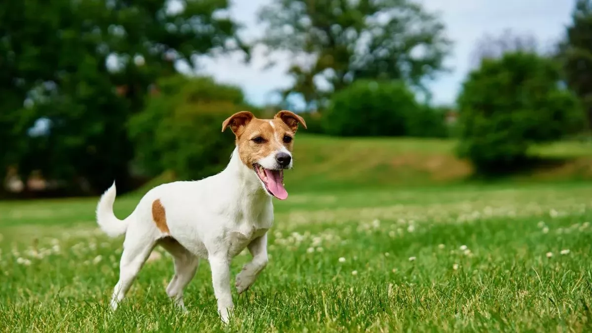 Jack Russel