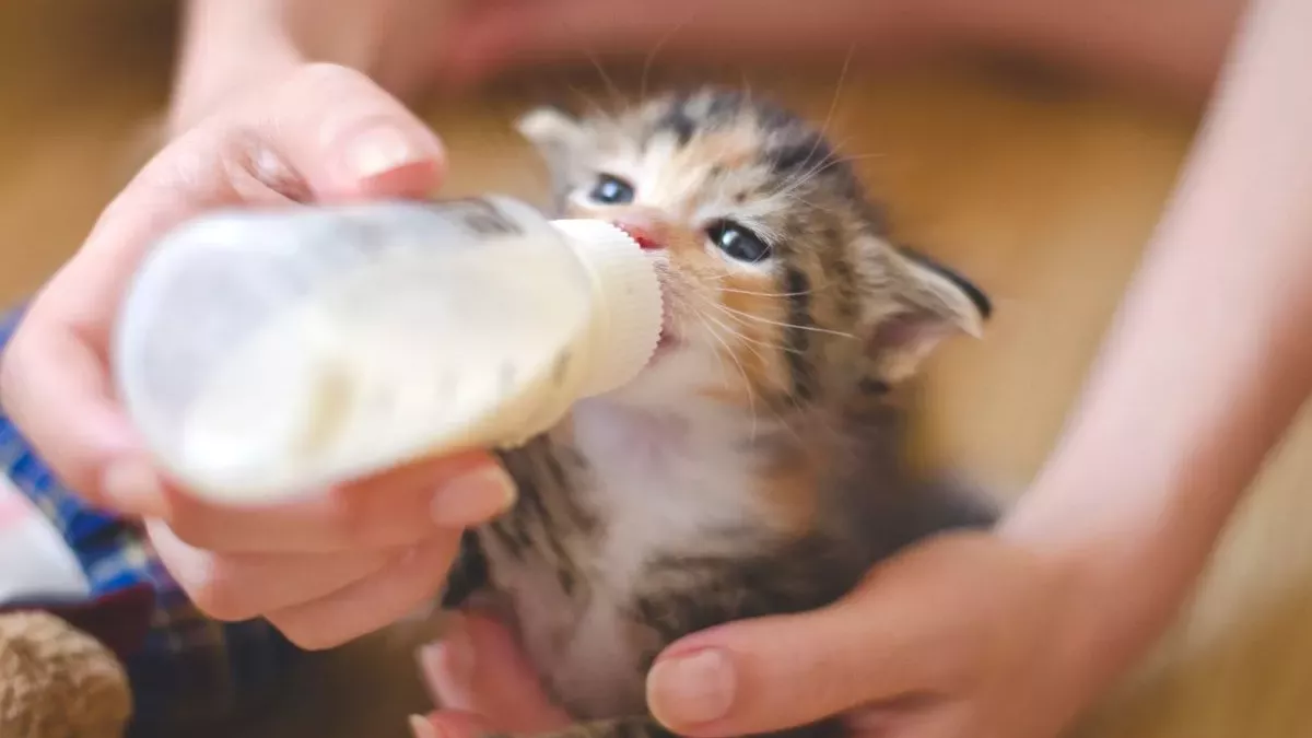 Lait pour chaton : lequel faut-il choisir ?