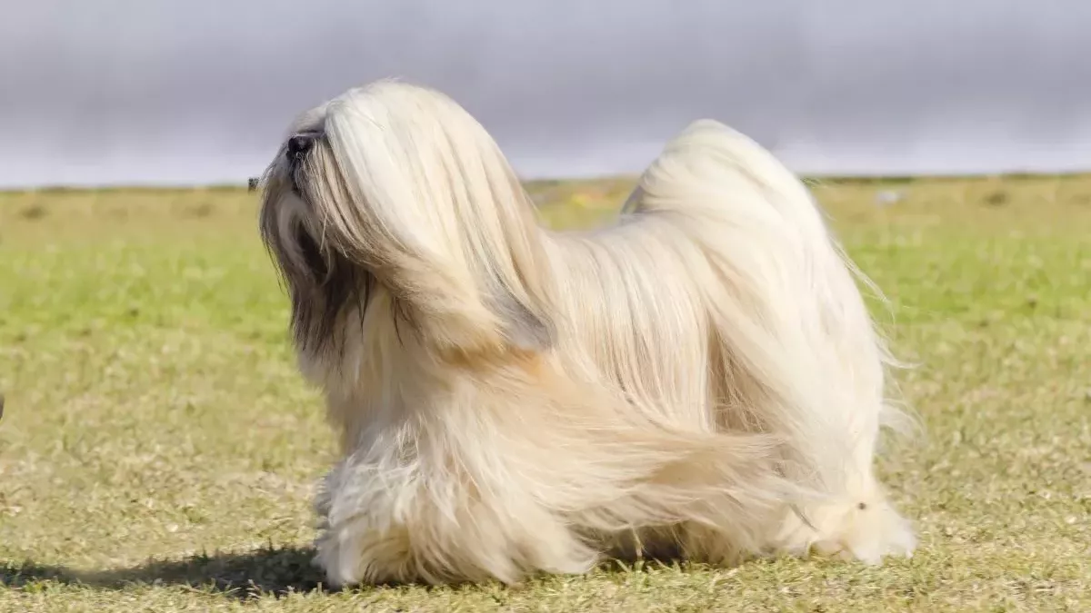 Lhassa Apso