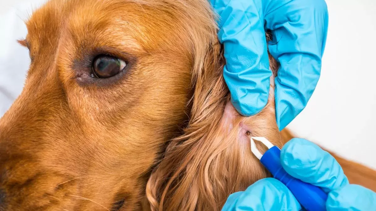 Maladie de Lyme chez le chien : comment la détecter et la soigner ?