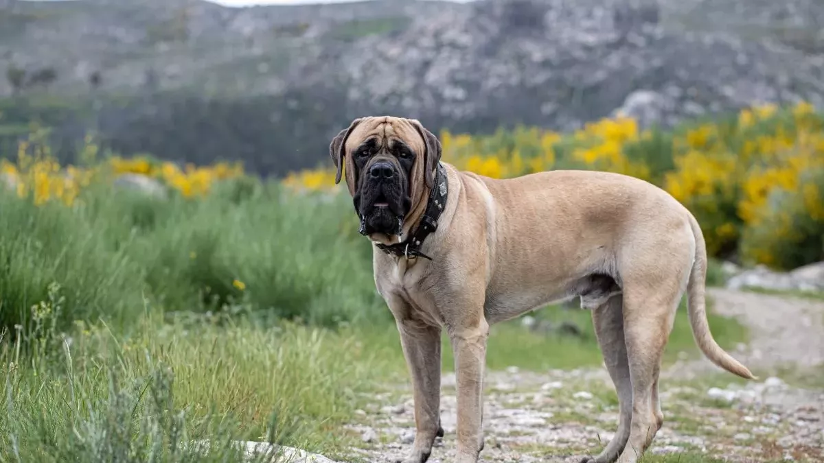 Mastiff