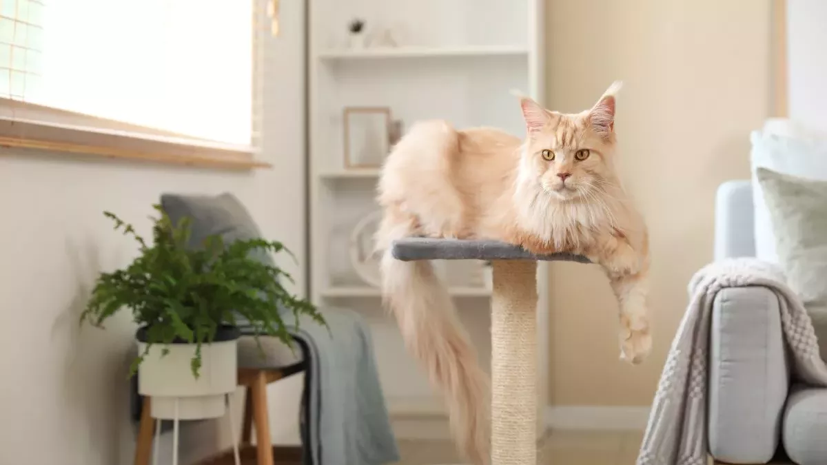 Maine Coon : Guide complet pour bien s'occuper de ce géant affectueux