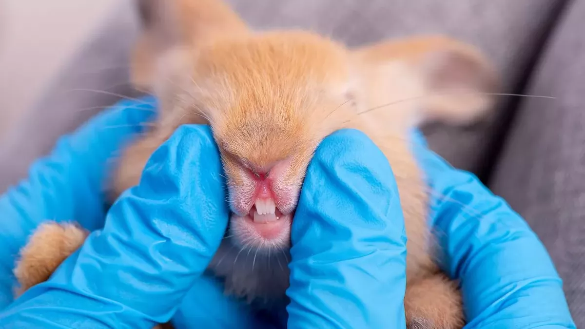 Les dents de lapin : comment en prendre soin et éviter les problèmes dentaires