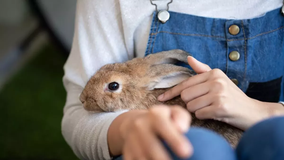 Les maladies courantes des lapins : Symptômes et prévention