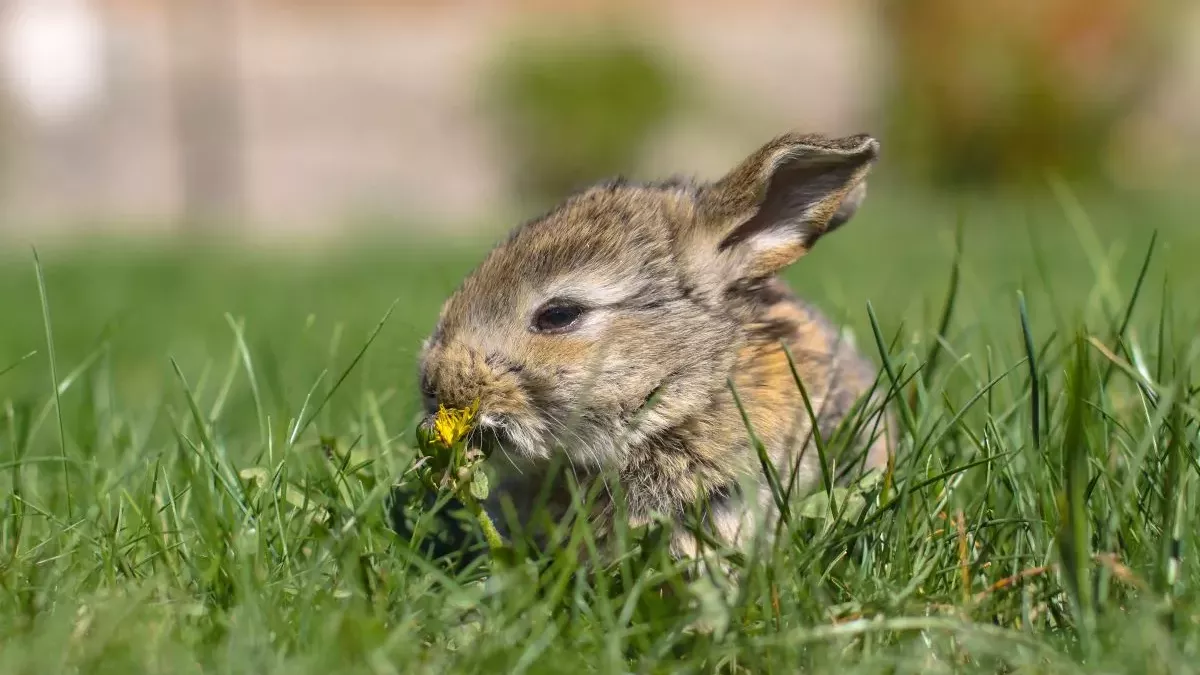 Signes de fin de vie chez un lapin : Comment reconnaître et que faire ?