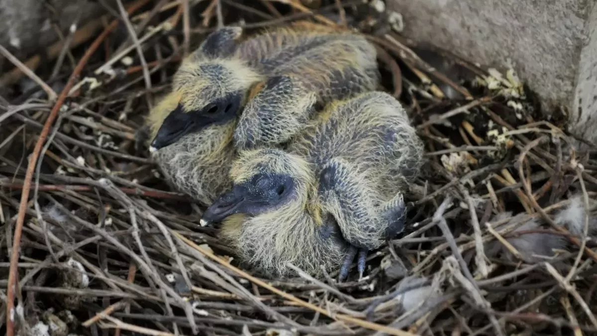 Bébé pigeon : Comment en prendre soin et le nourrir