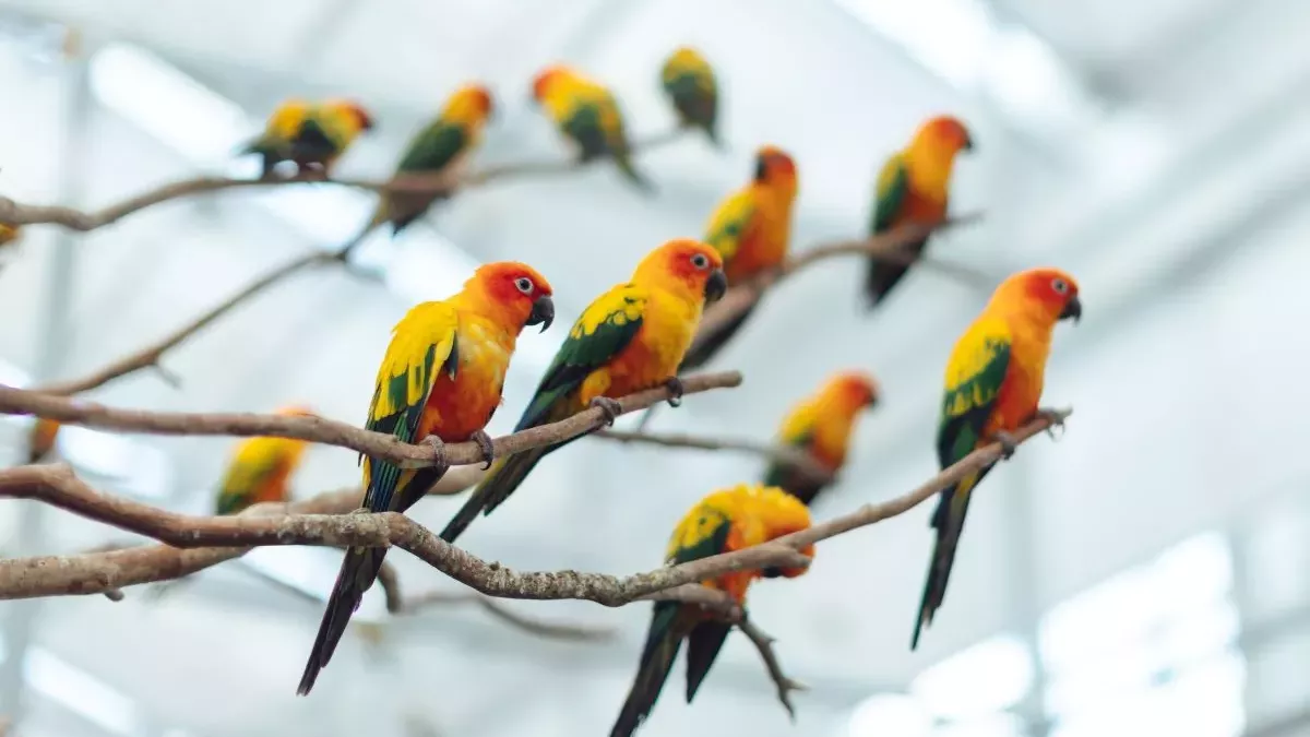 Conure : Caractéristiques et conseils pour bien s’occuper de cet oiseau