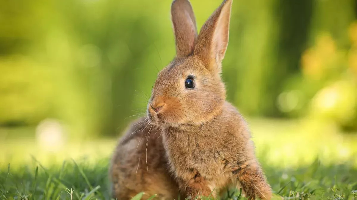 Diarrhée chez le lapin : Causes, traitements et prévention