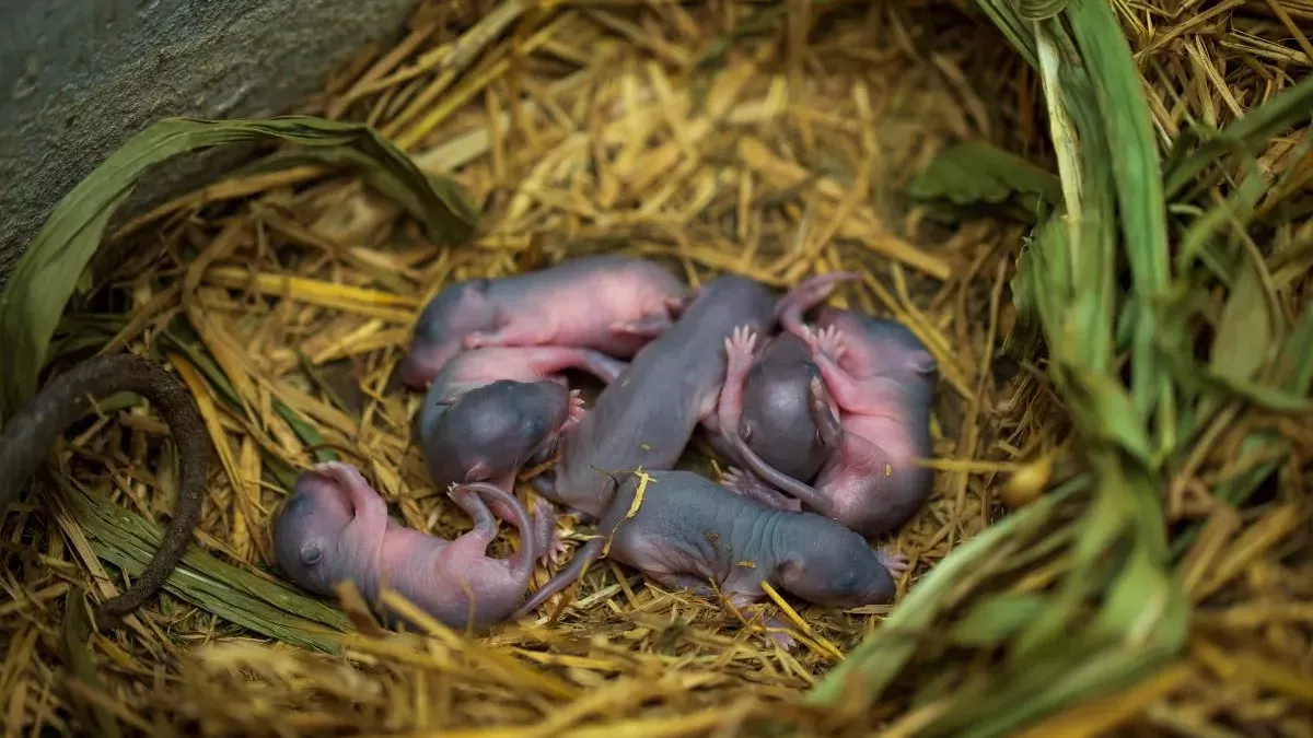 Comment s’occuper d’un bébé rat : Guide complet pour élever ces rongeurs