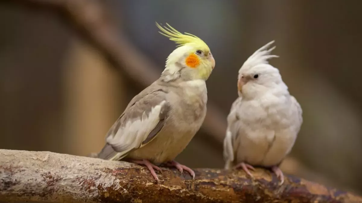 Calopsitte : Tout savoir sur cet oiseau affectueux et bavard