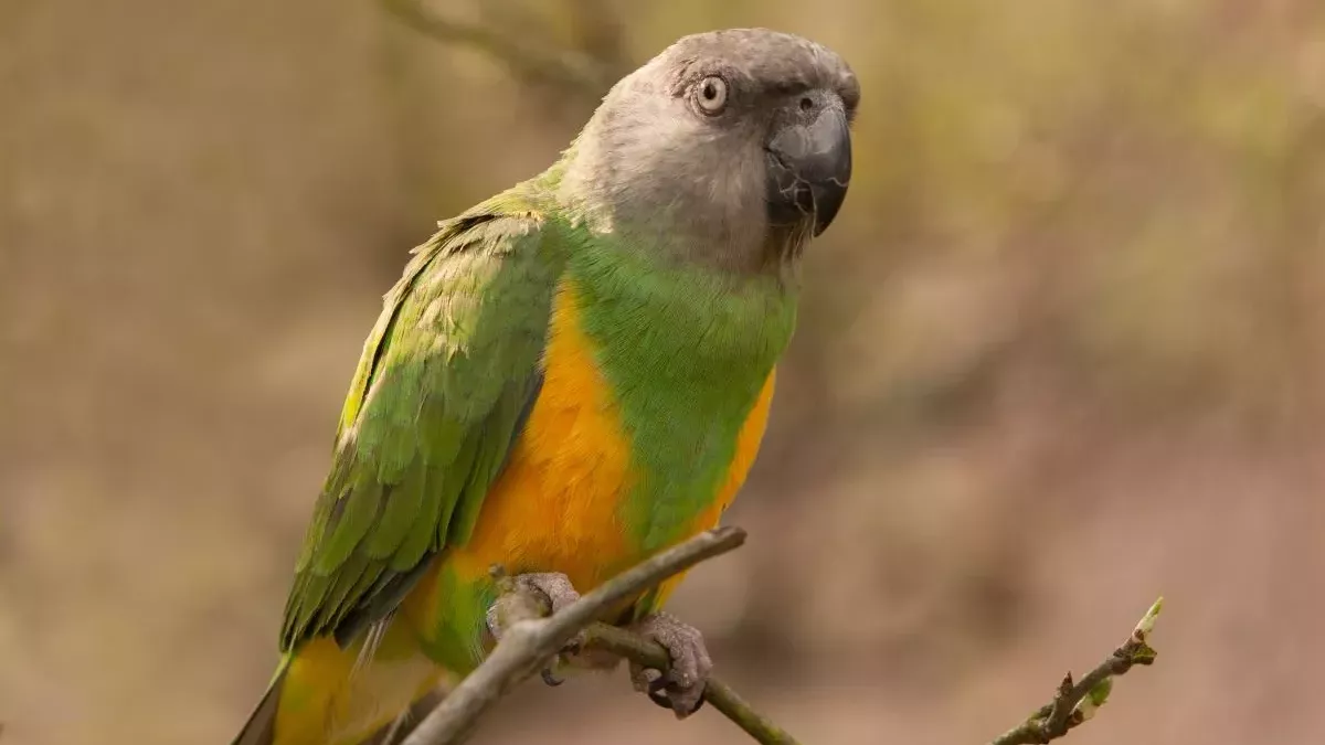 Youyou du Sénégal : Conseils pour bien s’occuper de cet oiseau exotique