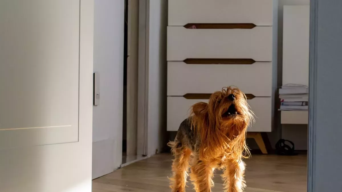 Pourquoi mon chien fait du bruit ? Aboiements, sons