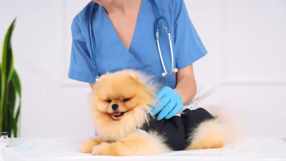 Stérilisation chez le chien : avantages, prix, alimentation