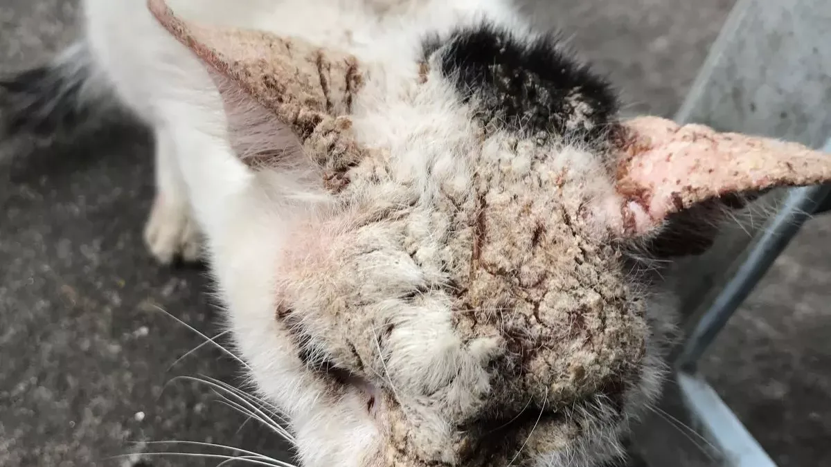 La gale du chat : comment la reconnaître et la soigner ?