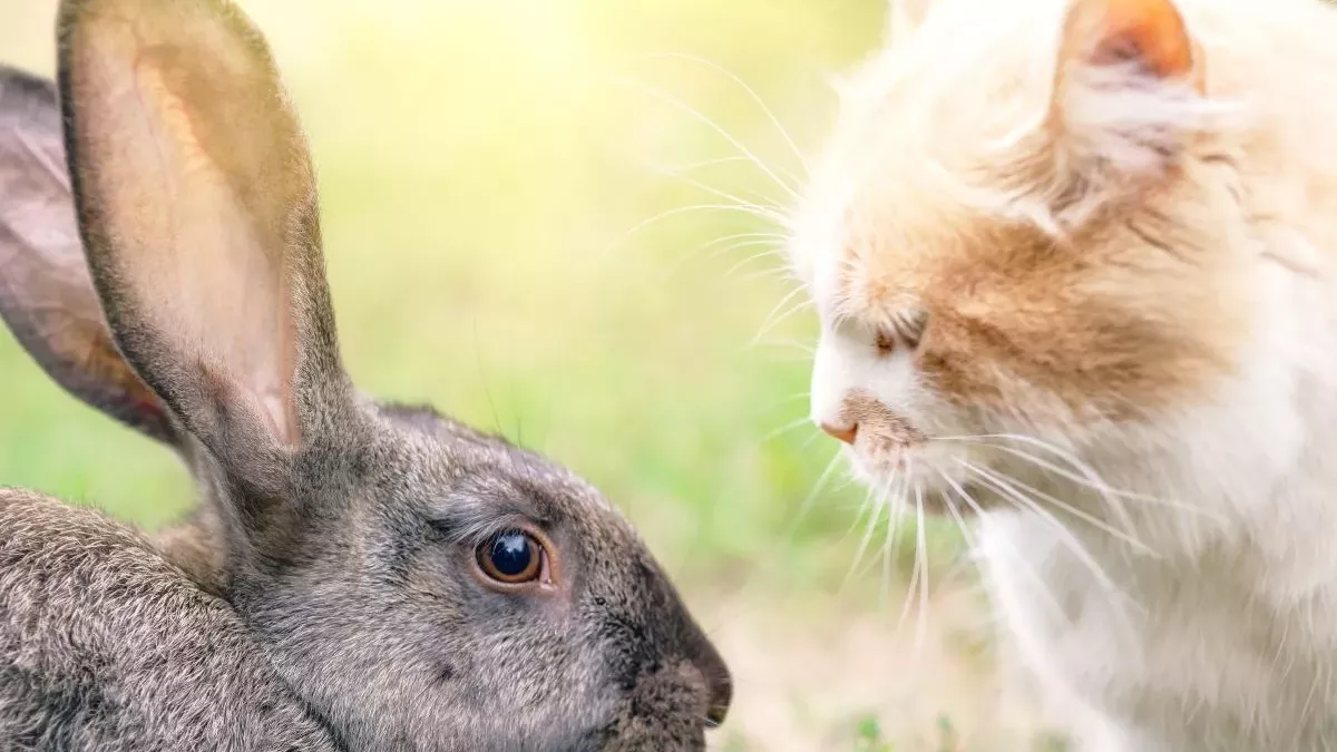 Chat et Lapin : Conseils pour une cohabitation réussie entre ces deux animaux