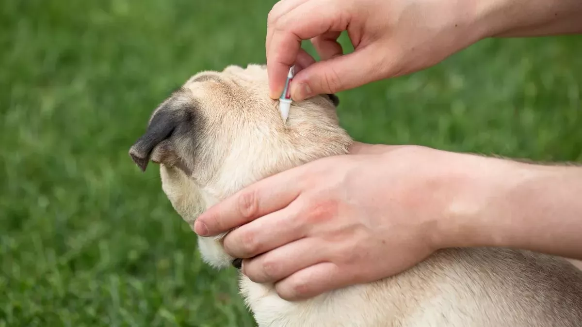 Anti-puce pour chien : Guide des solutions les plus efficaces