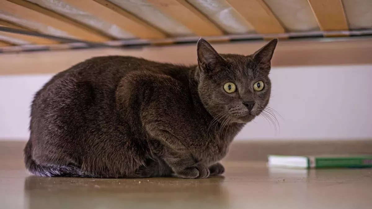 Ataxie chez le chat : Causes, symptômes et traitements