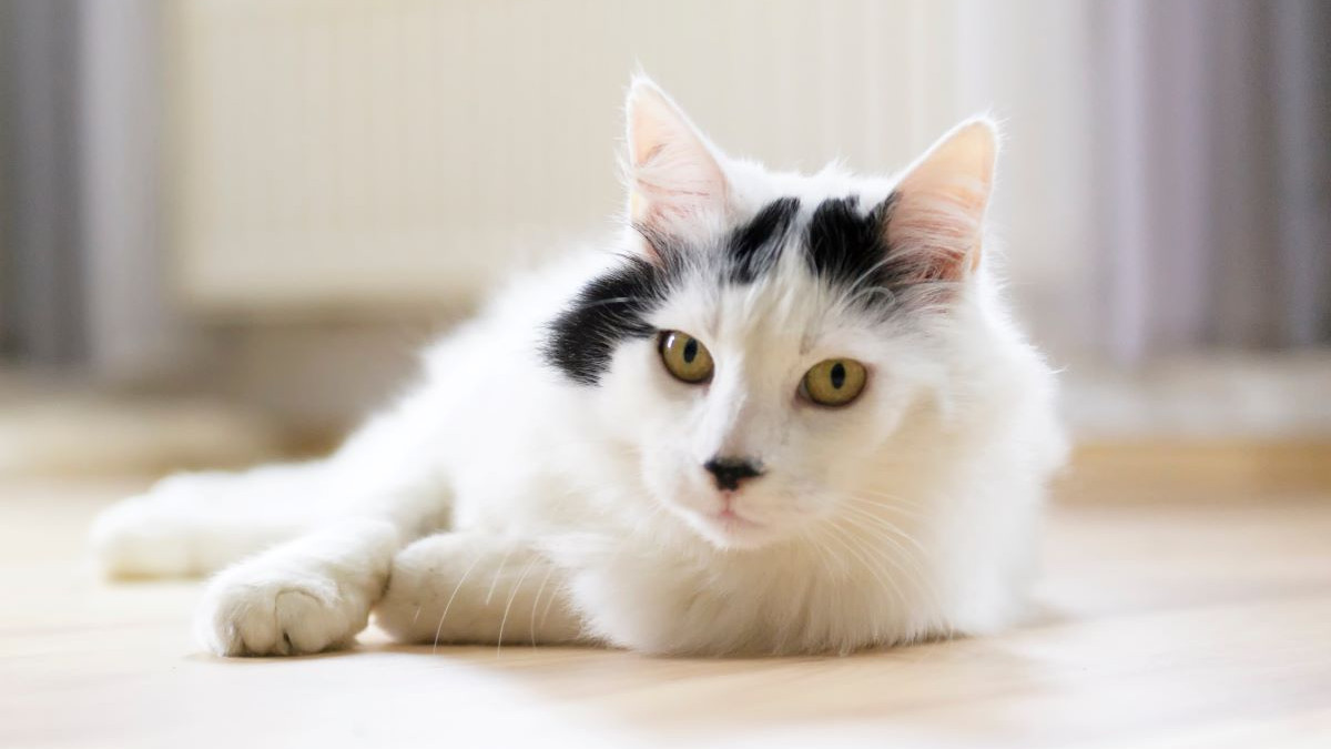 Chat Angora : Comment bien s'occuper de cette race à poil long