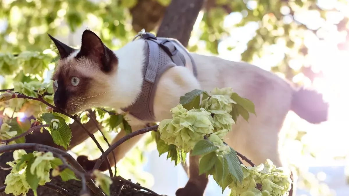 Chat sans queue : Races et particularités des chats manx