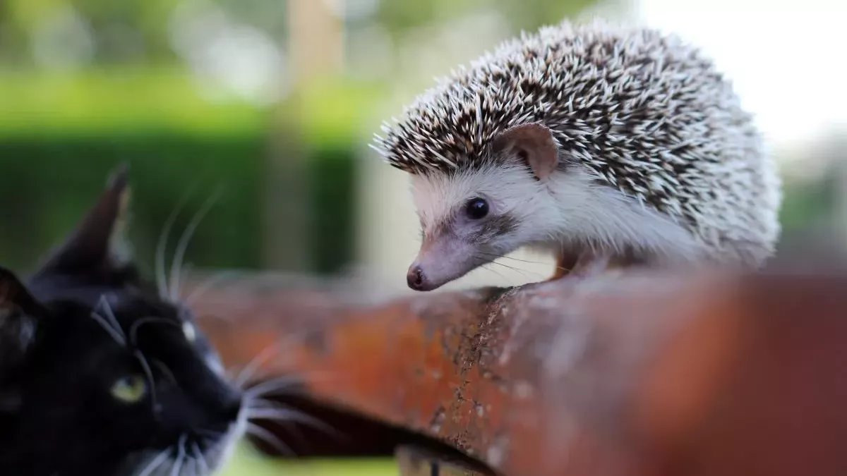 Hérissons et Chats : Peuvent-ils cohabiter et comment éviter les conflits ?