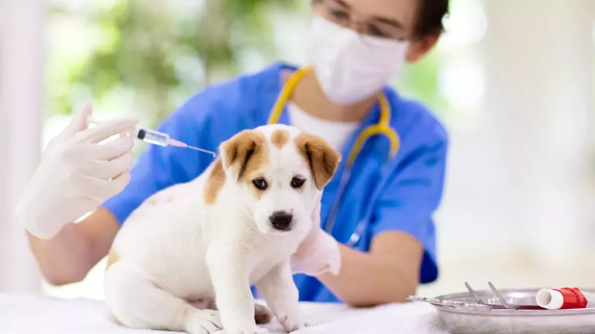 Quand et comment vacciner un chiot : le guide complet