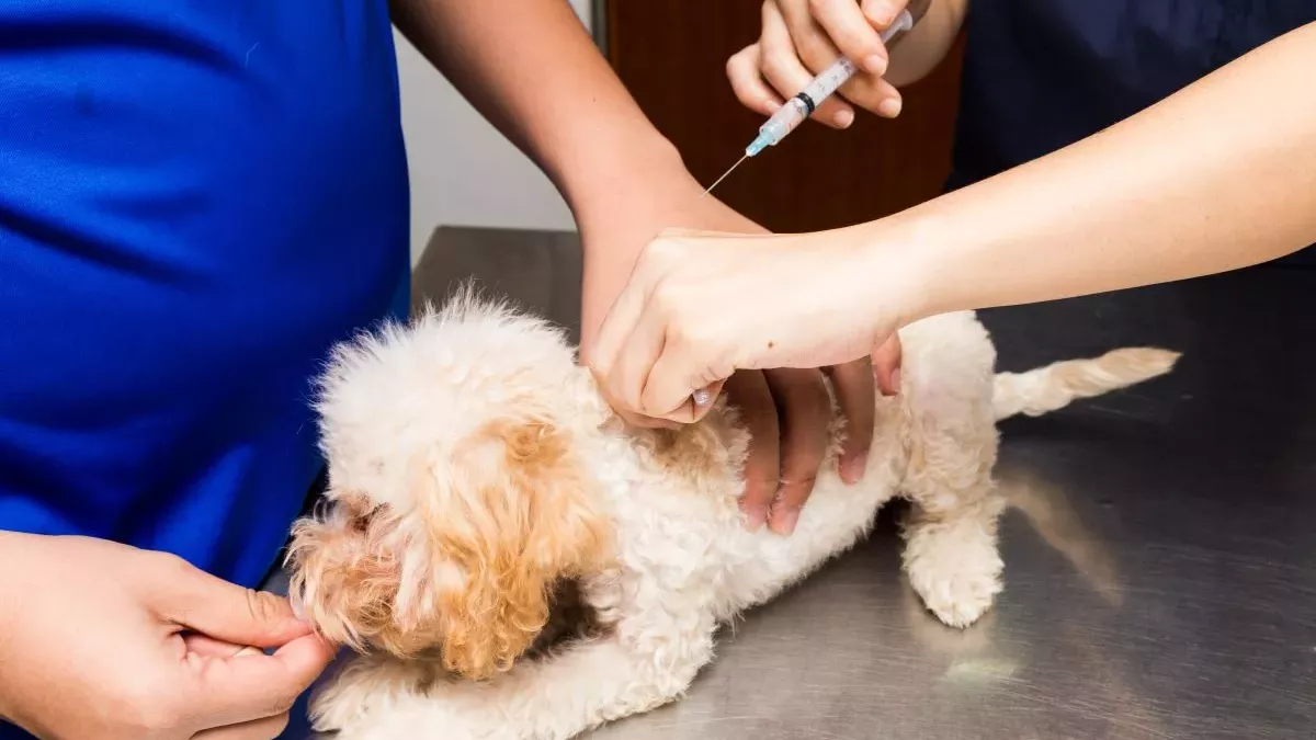 Vermifuge pour chien : quand faut-il en donner ?