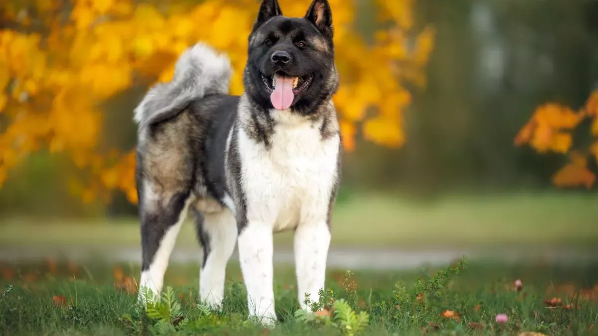 Akita Américain : Tout savoir sur cette race imposante et loyale