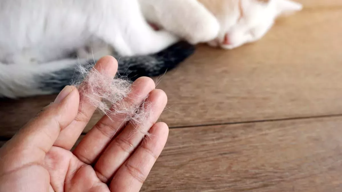 Pourquoi mon chat perd-il ses poils ? Causes et solutions