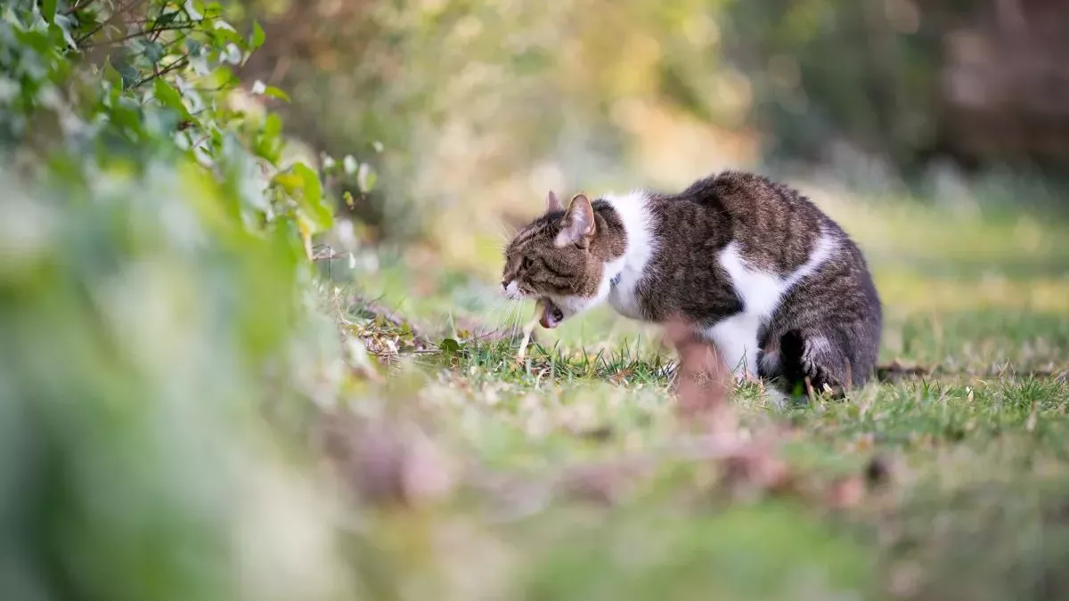 Gastrite chez le chat : symptômes, traitement et prévention