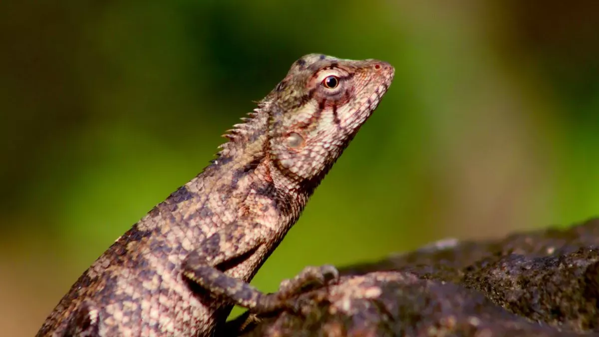 lézard