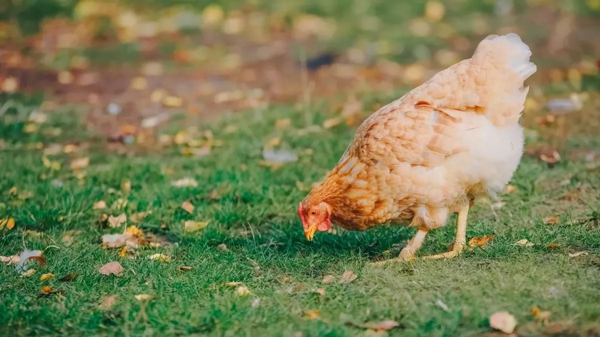 Pourquoi la poule fait-elle du bruit ? Explications et conseils pour réduire les nuisances