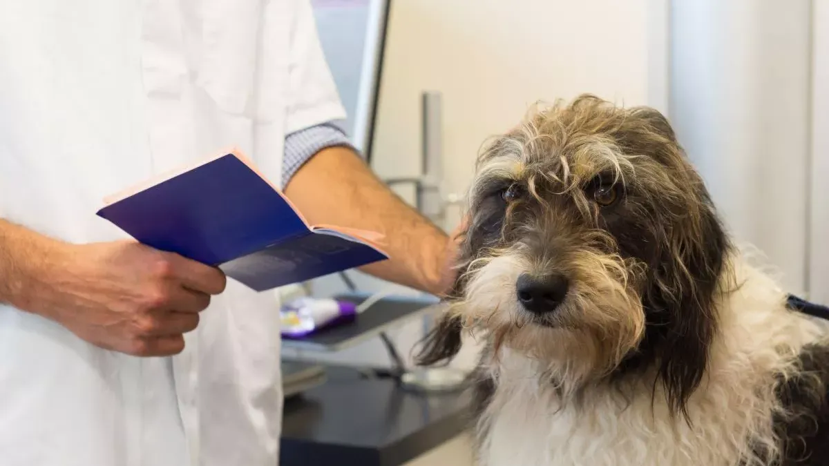 Passeport pour chien : Comment l’obtenir et pourquoi il est indispensable pour voyager