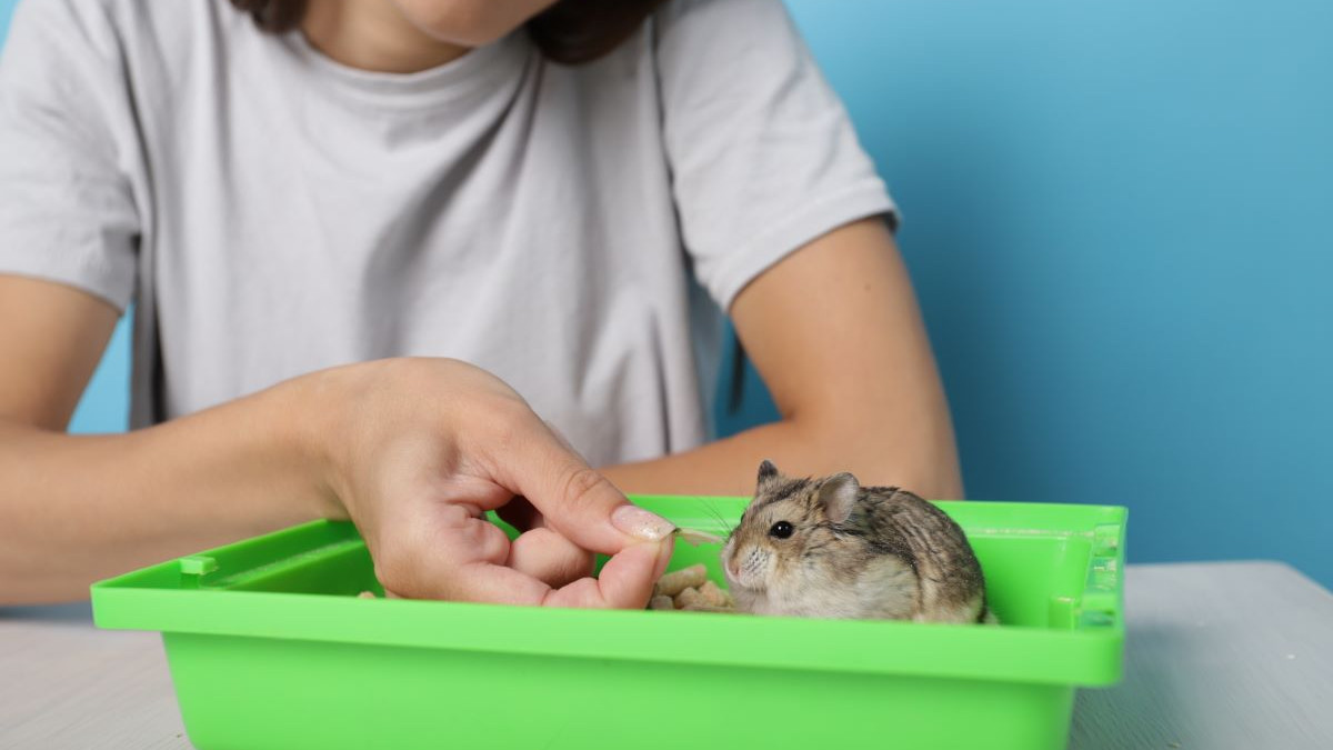 Durée de vie d’un hamster Comment les garder en bonne santé — free download