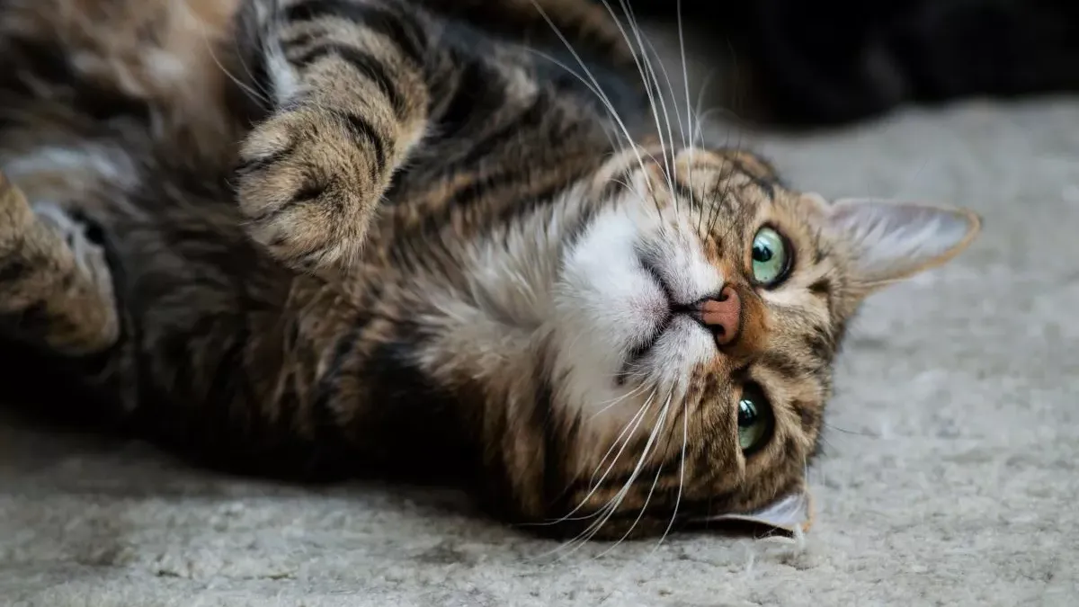 Convulsions et crises chez le chat : Causes, symptômes et traitements