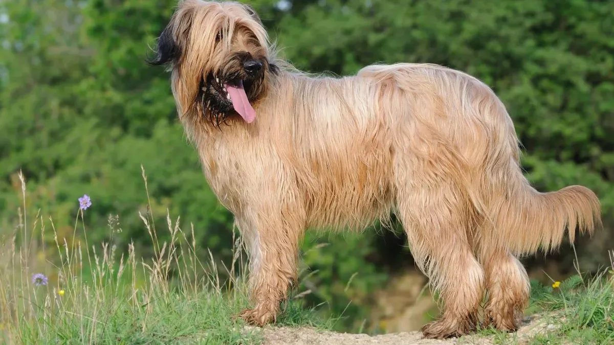 Berger de Brie : un chien de travail intelligent et protecteur