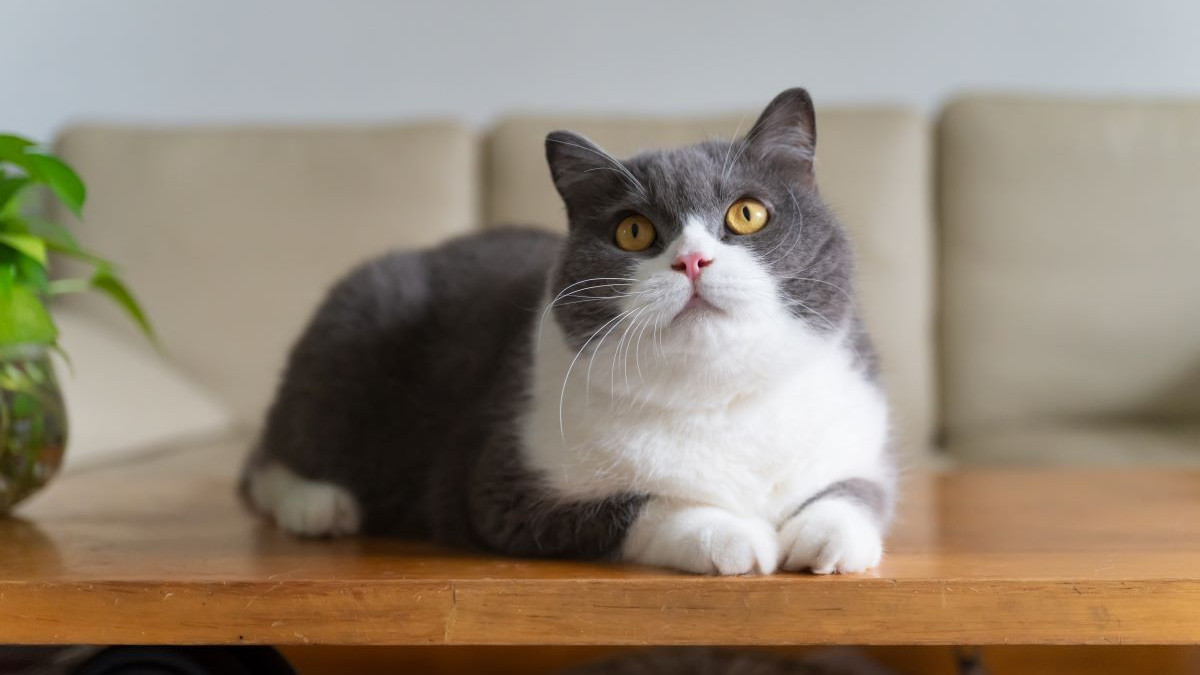 British Shorthair : guide sur ce chat au tempérament calme