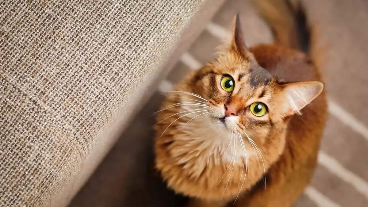 Chat Somali : élégance et dynamisme, tout savoir sur cette race