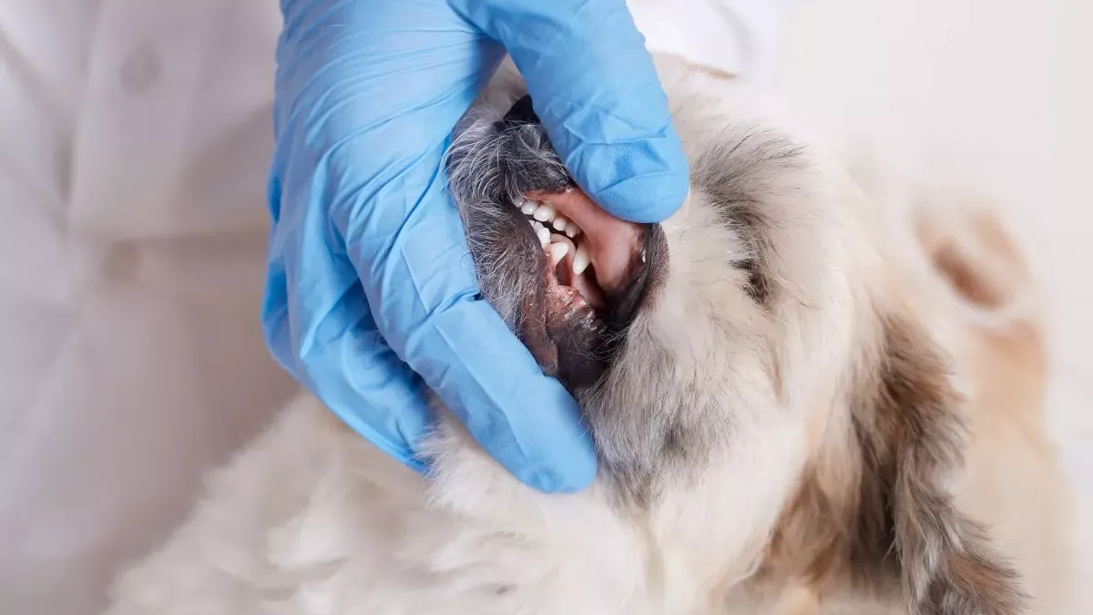 Leptospirose chez le chien : tout comprendre sur cette infection