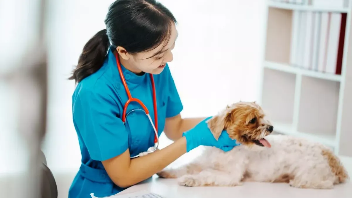 Maladie de Carré chez le chien : symptômes, prévention et traitements