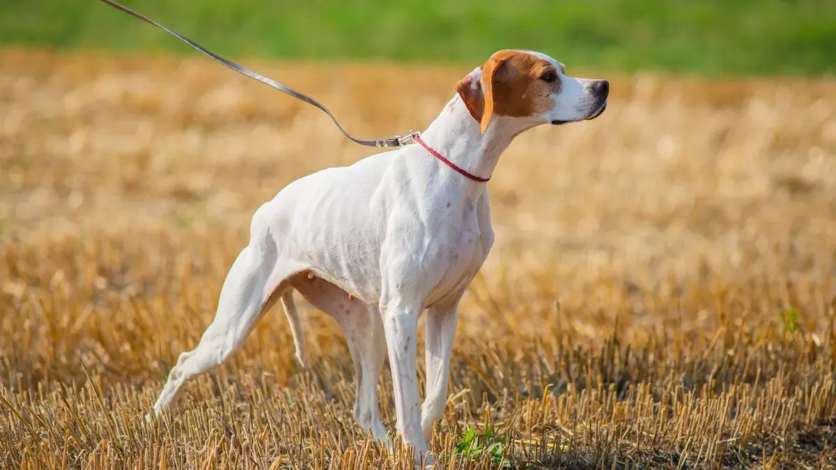 Pointer Anglais : un chasseur né, guide sur cette race