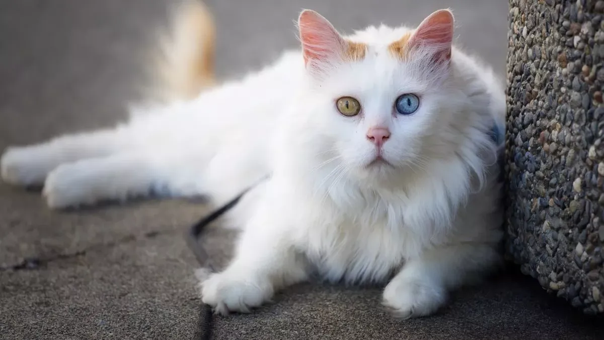 Turc de Van : le chat nageur, origines et comportement